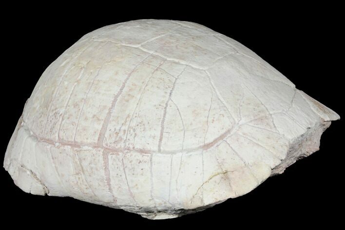 Inflated, Fossil Tortoise (Testudo) - South Dakota #129258
